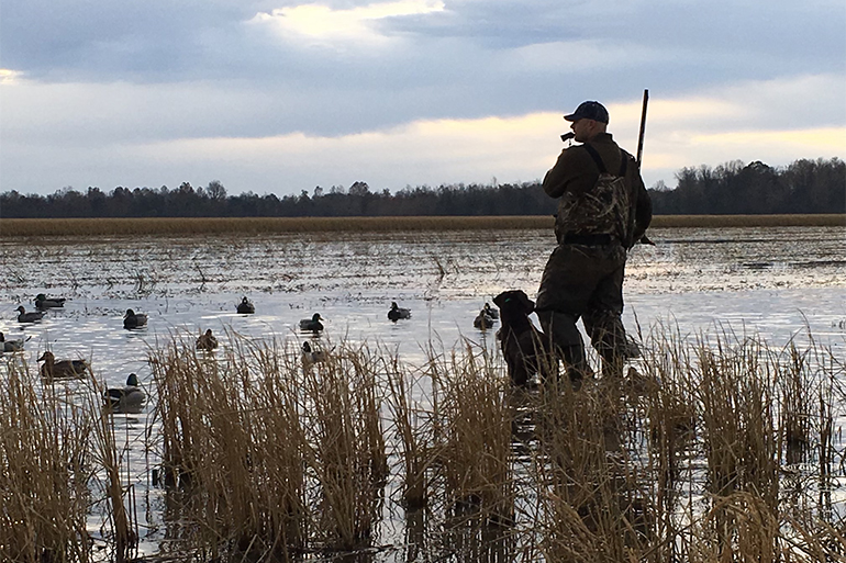 duck hunt hunting decoys 