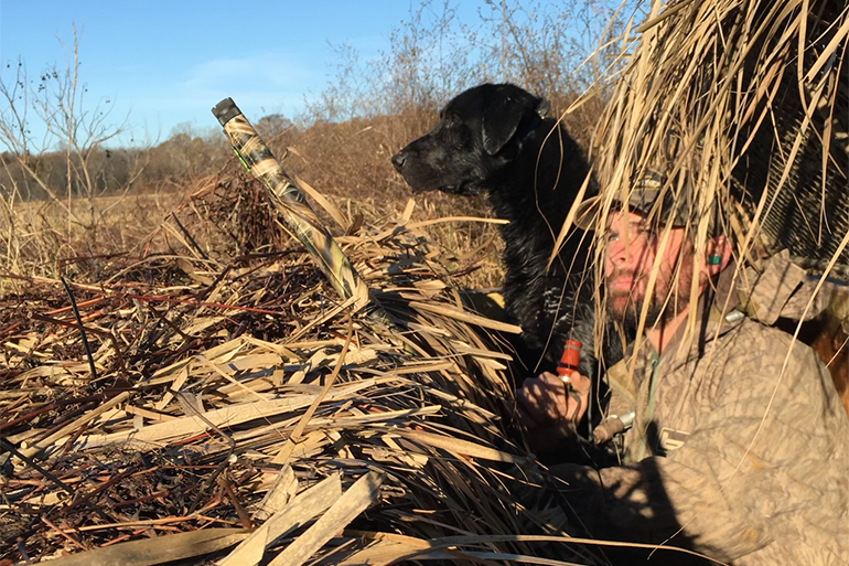duck hunt hunting dog labrador blind