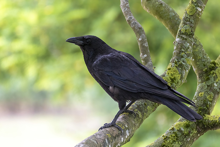 black crow bird