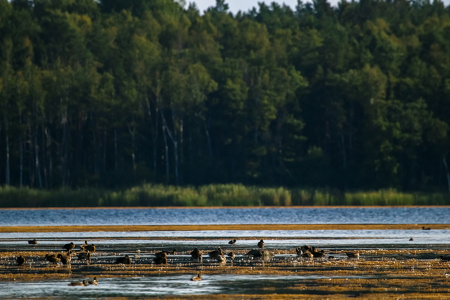 Floating Waterfowl Ducks, Wild Birds Swimming On The Lake, Wildl