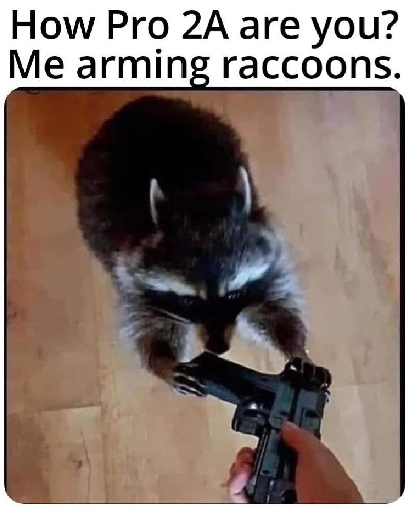 arming raccoons meme