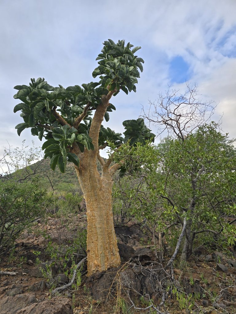 Namibian butter tree