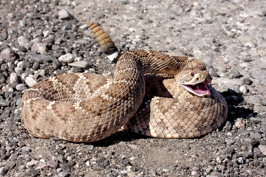 rattlesnake rattle snake