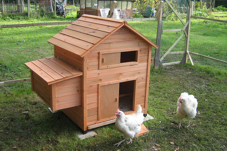 Chicken Coop