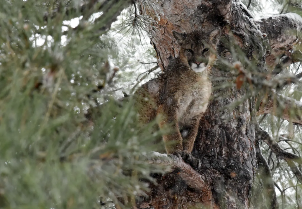 Colorado mountain lion