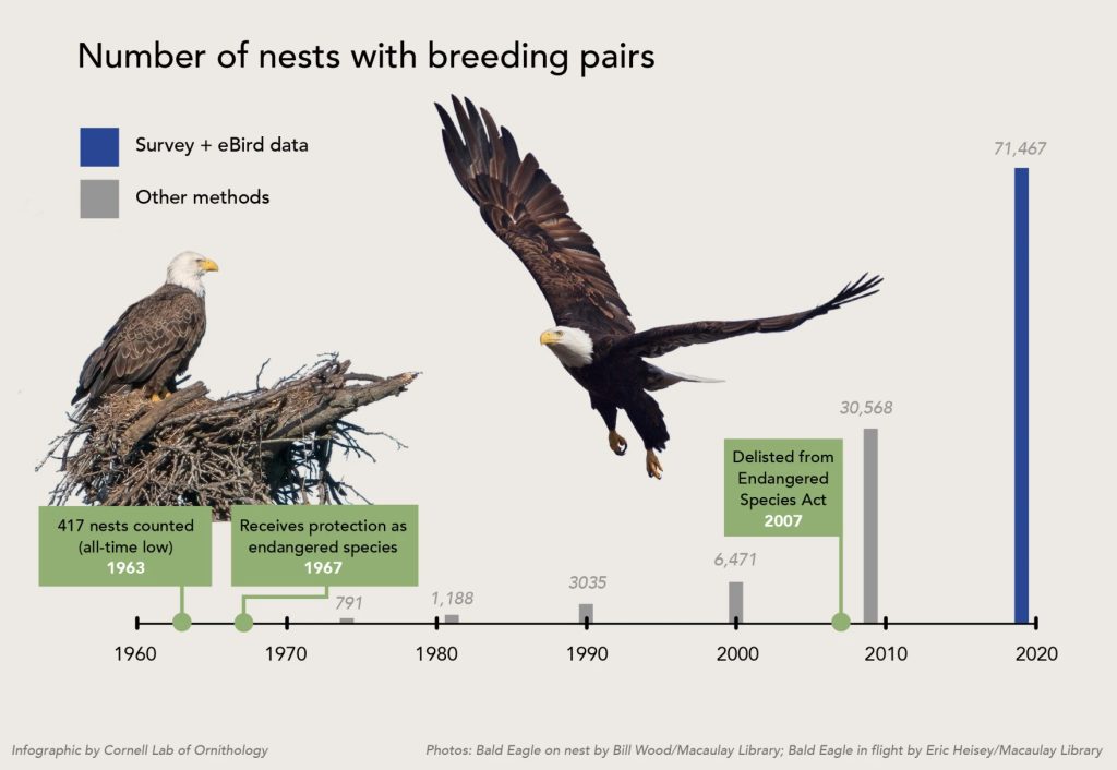 bad eagle breeding pairs