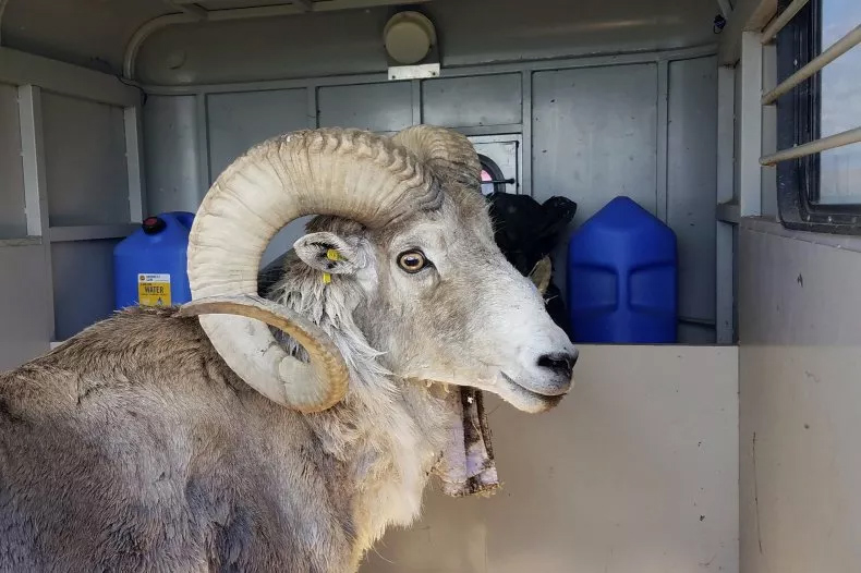 Montana Mountain King sheep ram