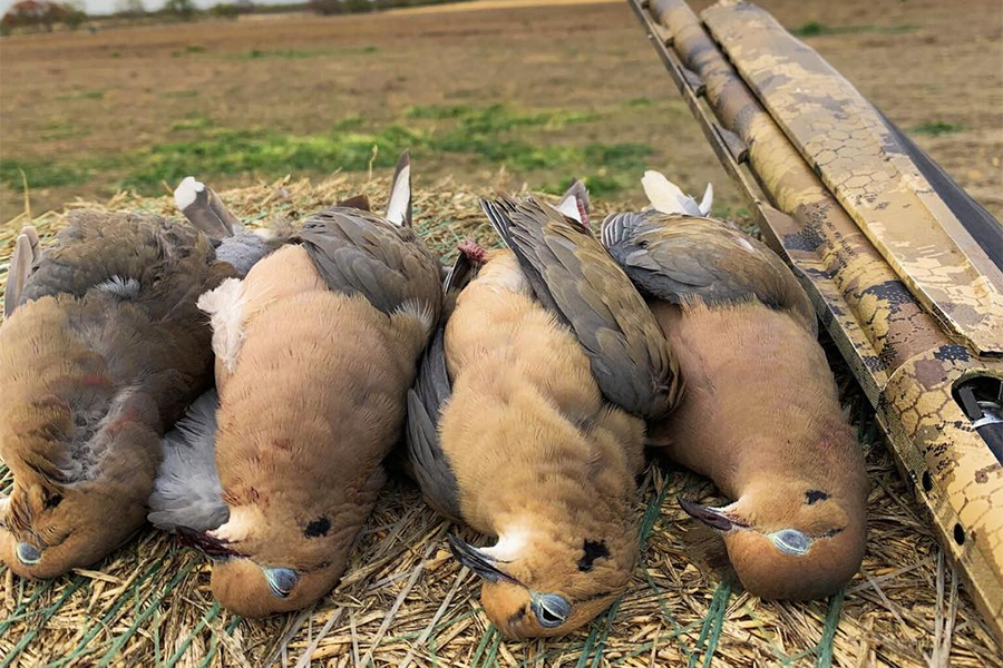 texas dove hunt