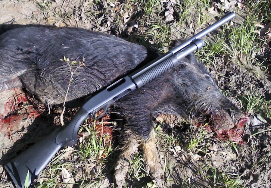 Remington 870 hog hunt shotgun