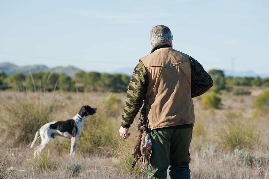 hunting hunt gun dog Bigstock