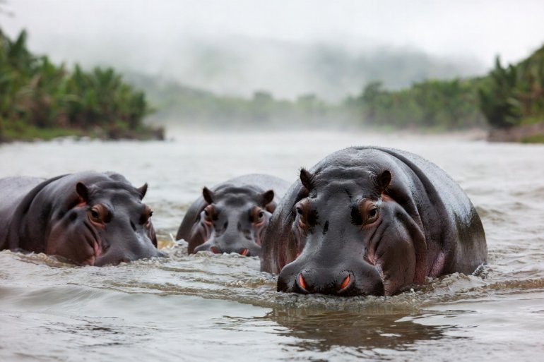 hippopotamus hippos Grok