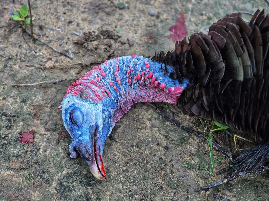 turkey hunting with a rifle jake turkey head