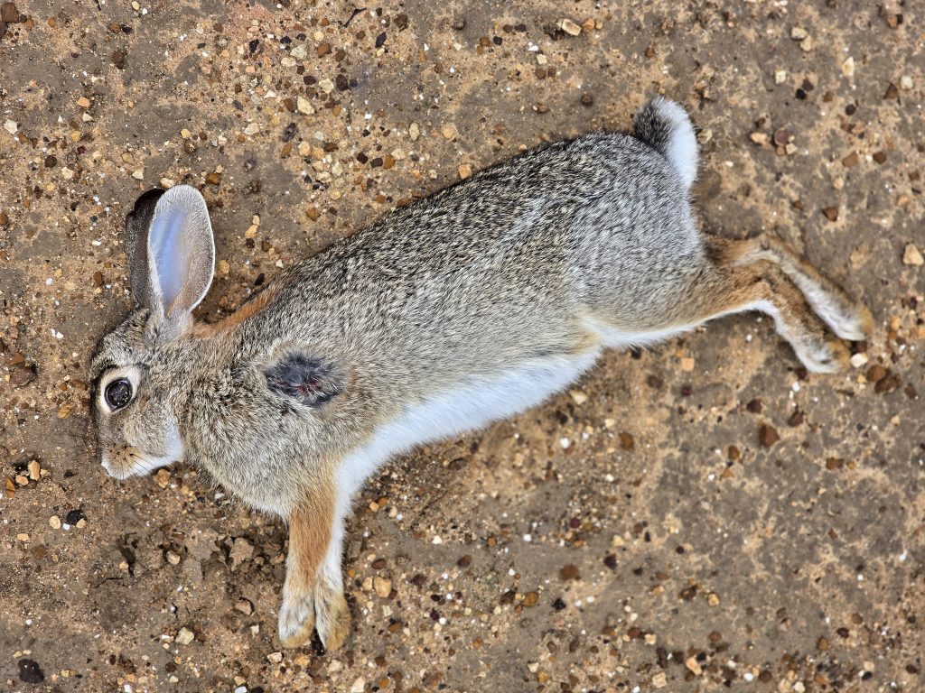 turkey hunting with a rifle rabbit carcass
