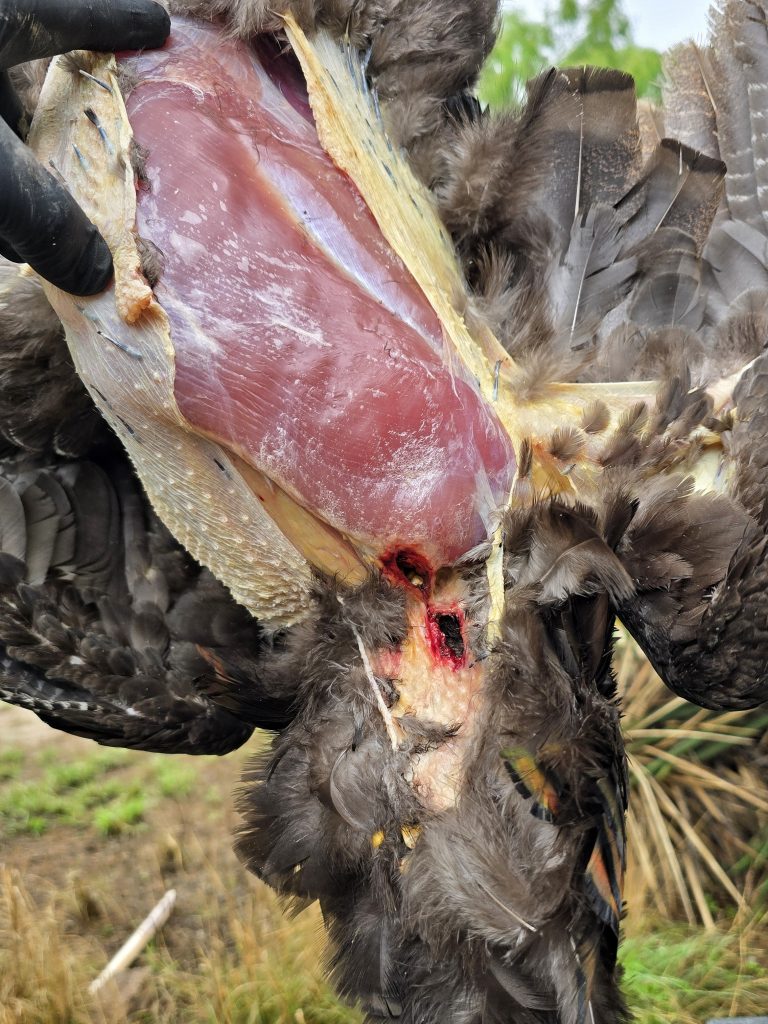 turkey hunting breast wound channel