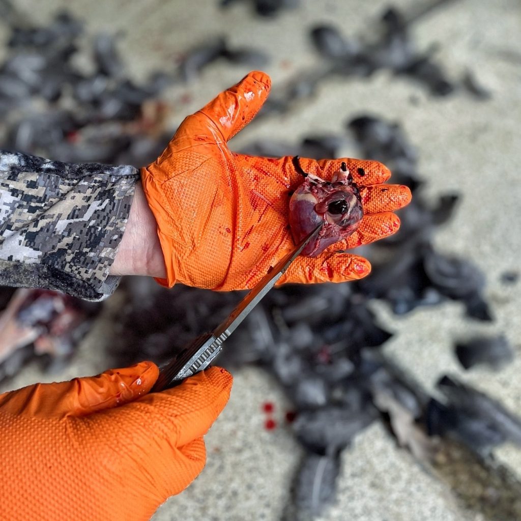 turkey hunting heart