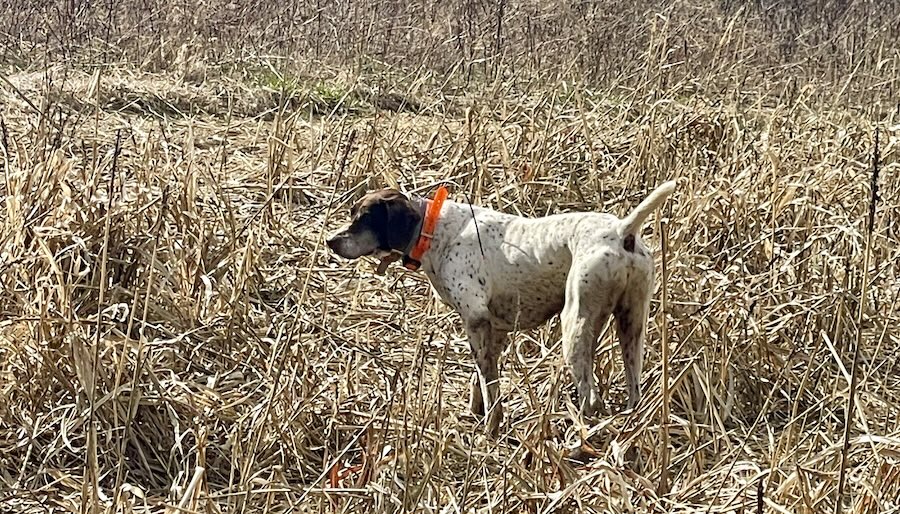 dog in field