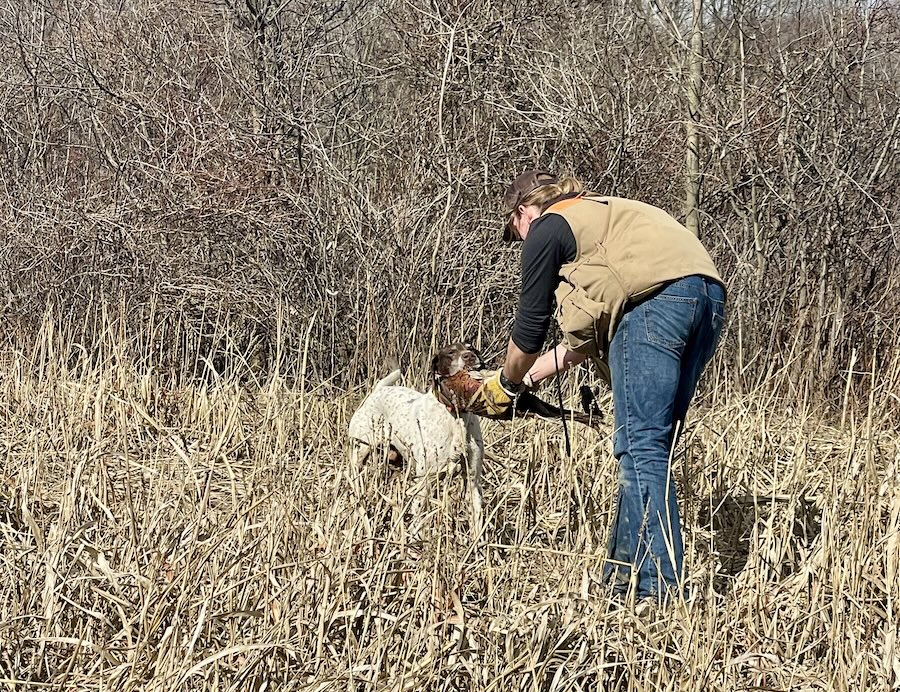 Dog Retrieving