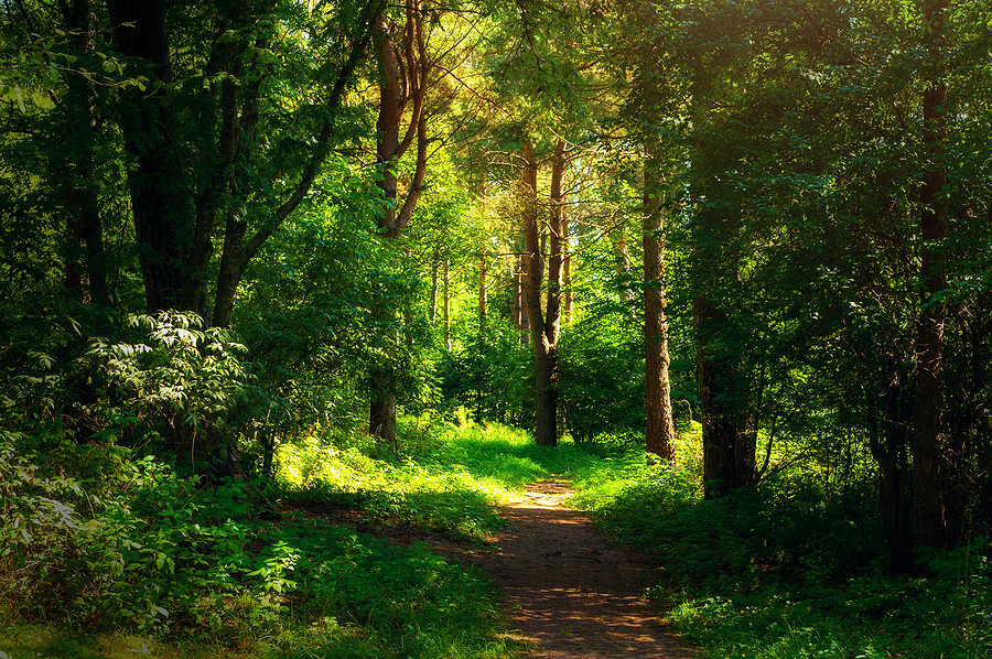 dense forest path trail Bigstock