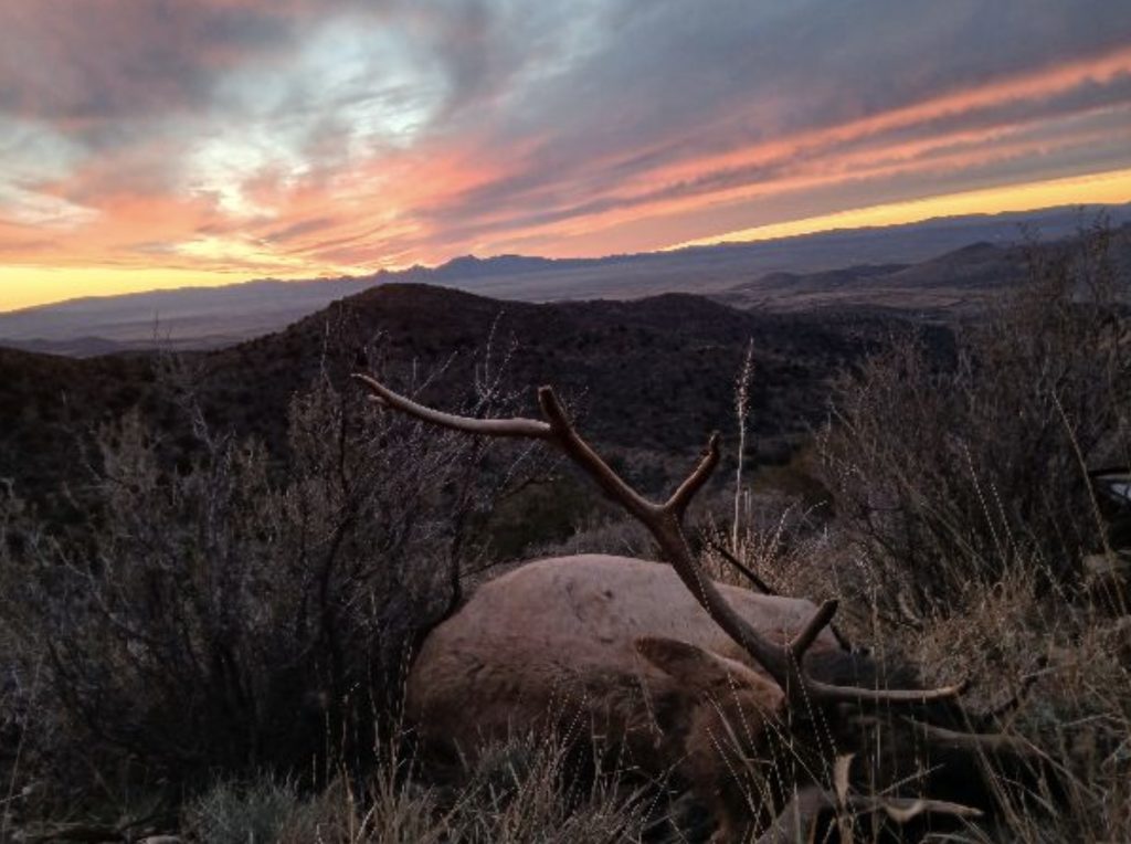 Elk hunt sunset