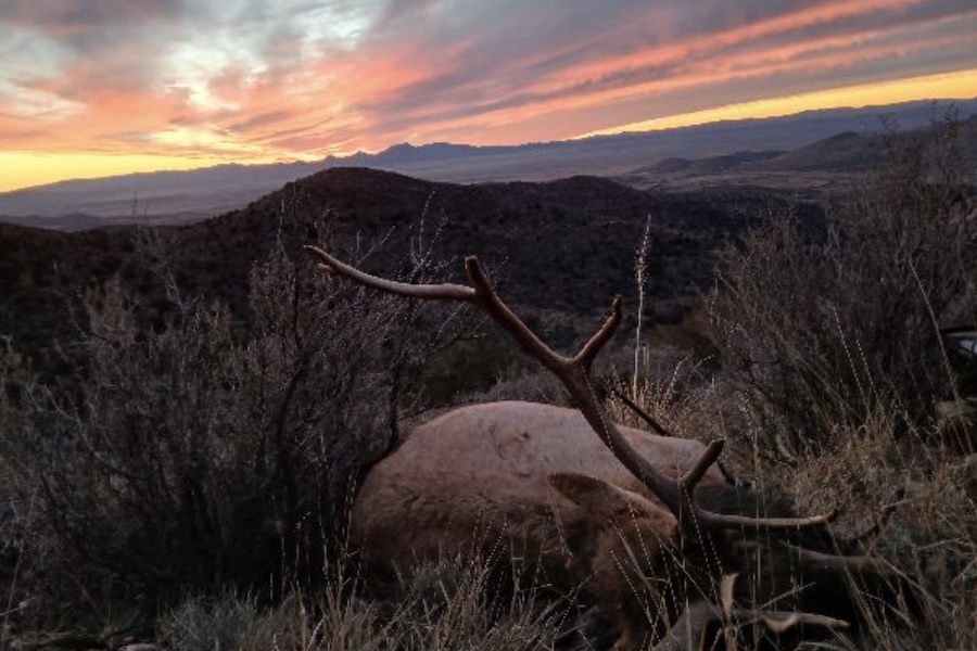 elk hunt sunset