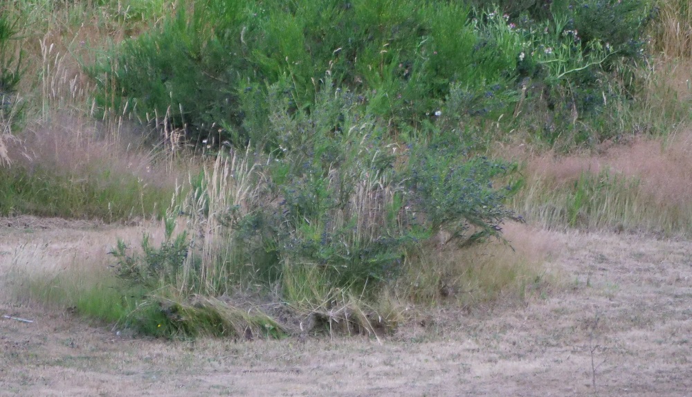 infitac IOL25