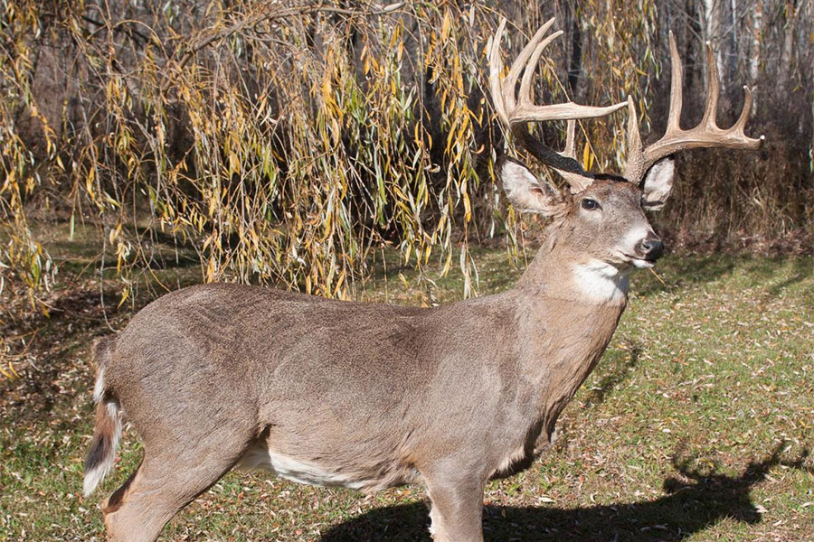robotic deer https://www.roboticwildlife.com/