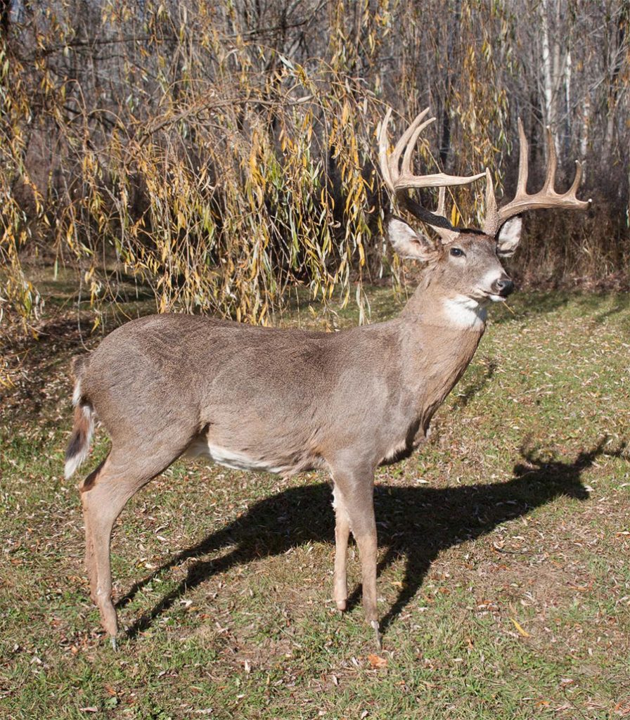 robotic deer https://www.roboticwildlife.com/