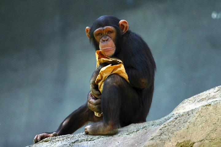 Chimpanzee Wikimedia Commons
