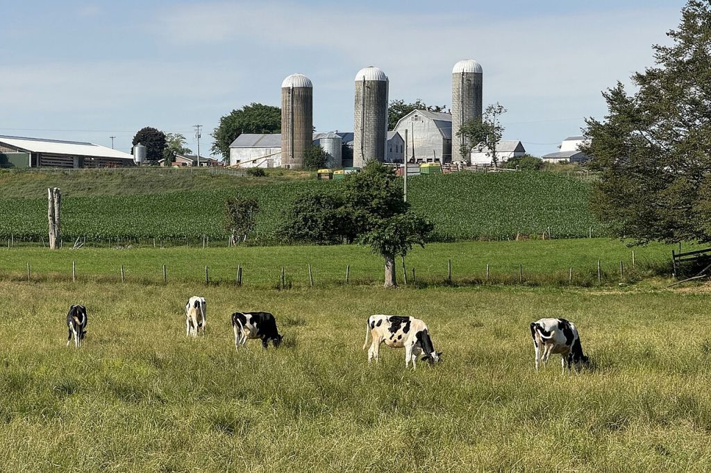 dairy cows wikimedia commons