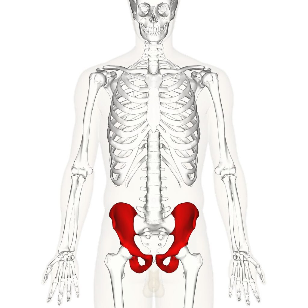 pelvic girdle