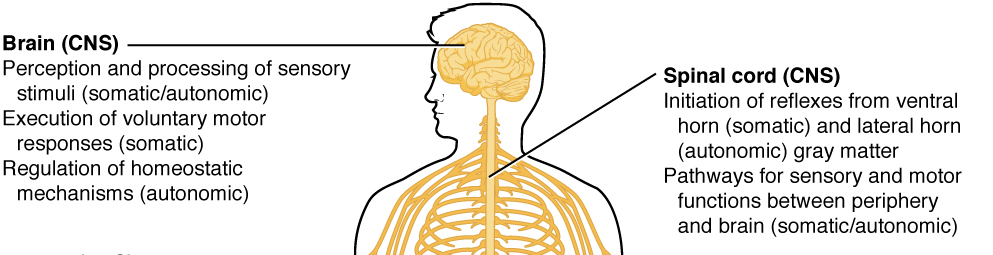 central nervous system