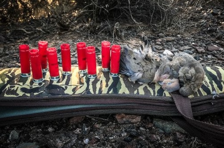 Dove Hunt