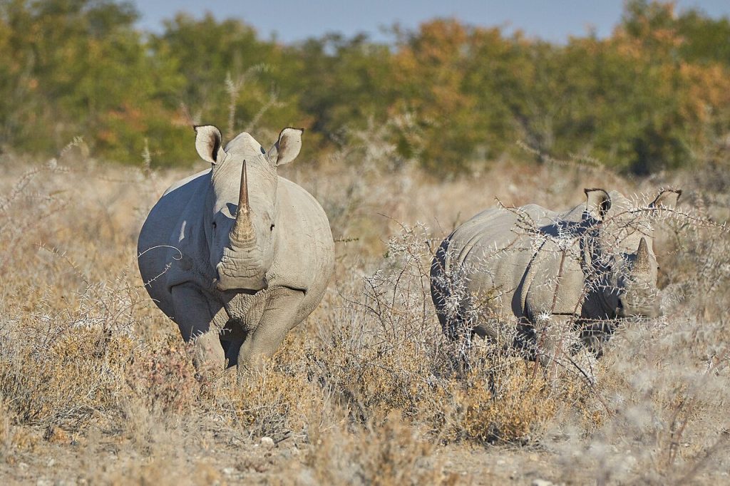 White Rhino Rhinoceros