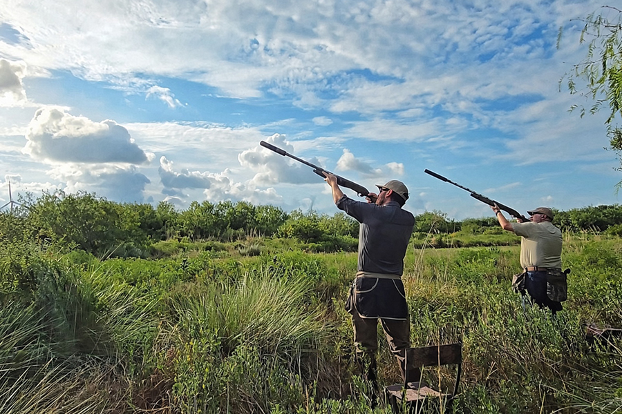 texas dove hunting