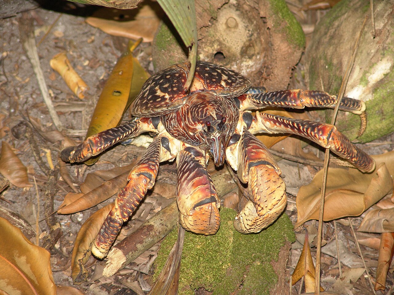 What Caliber For Giant Nocturnal Ten-Pound Crabs? - Shooting News Weekly