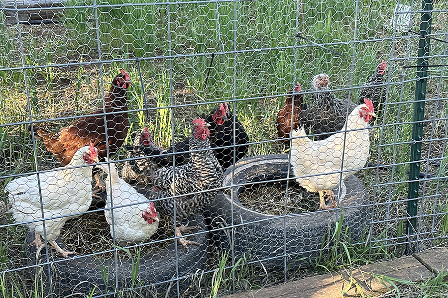 chickens